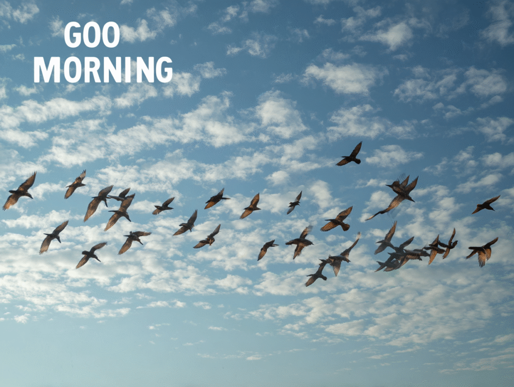 good morning​, good morning images​, good morning good picture​, good morning wishes​, good morning pic​, new good morning images​ (519)