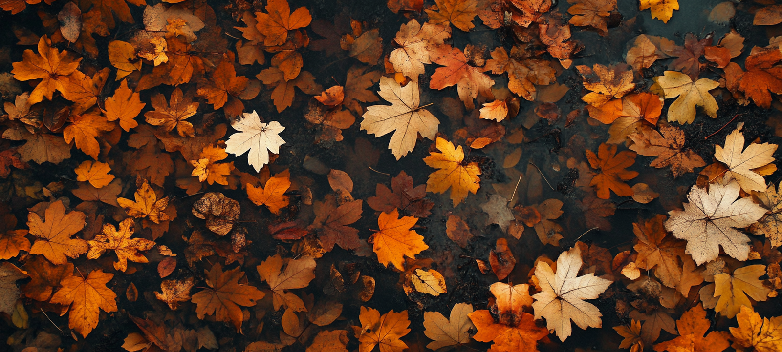fall background, fall backgrounds for desktop, cute fall backgrounds, fall backgrounds, fall background wallpaper, background, (111)