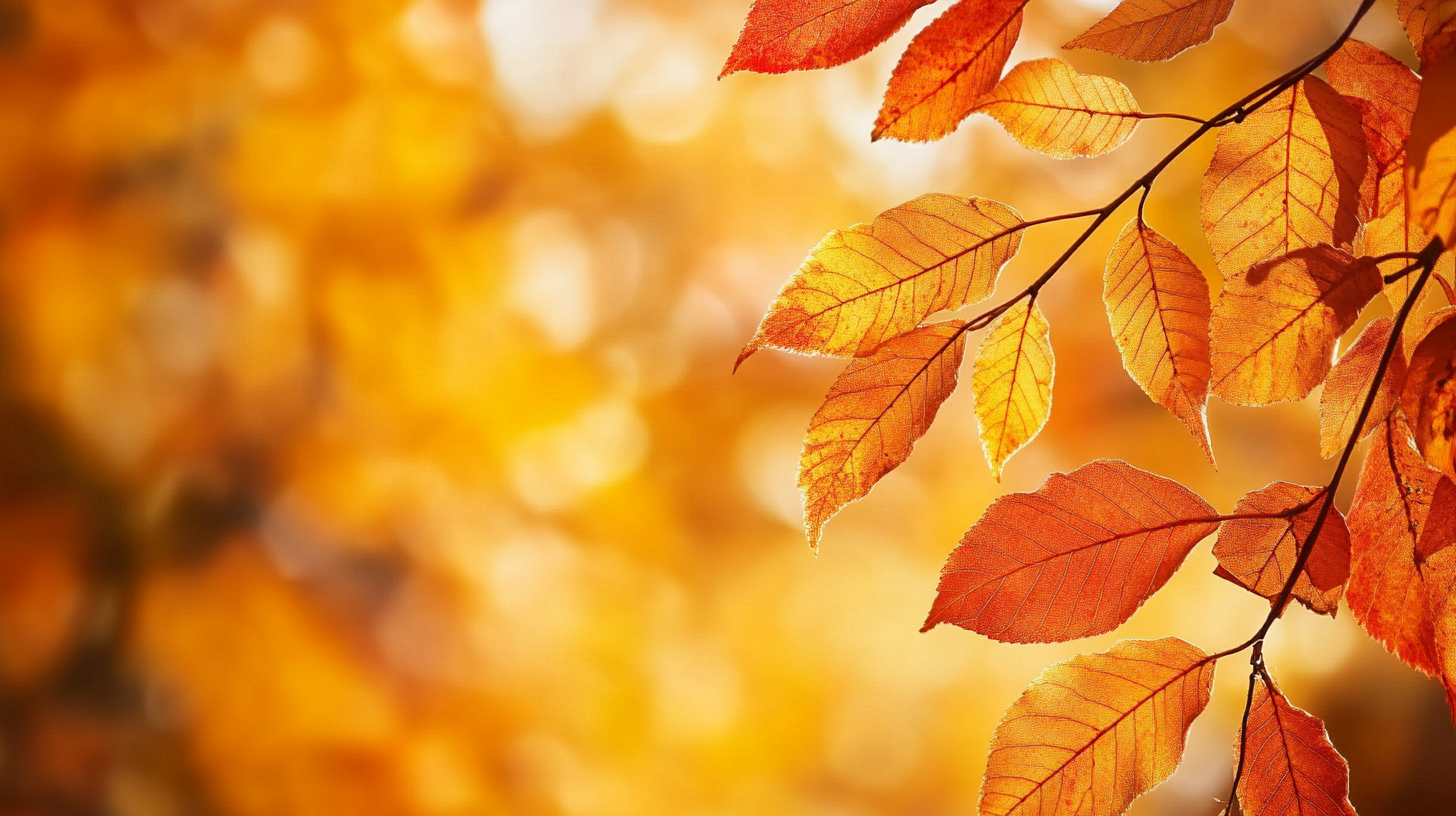 fall background, fall backgrounds for desktop, cute fall backgrounds, fall backgrounds, fall background wallpaper, background, (286)