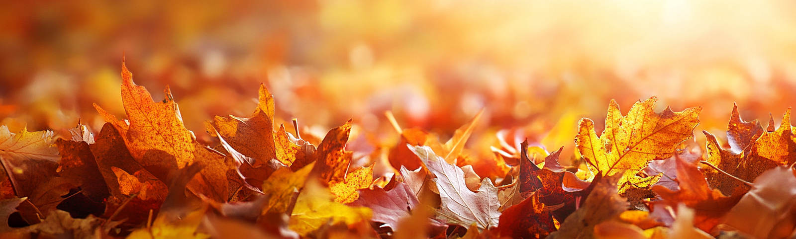 fall background, fall backgrounds for desktop, cute fall backgrounds, fall backgrounds, fall background wallpaper, background, (297)