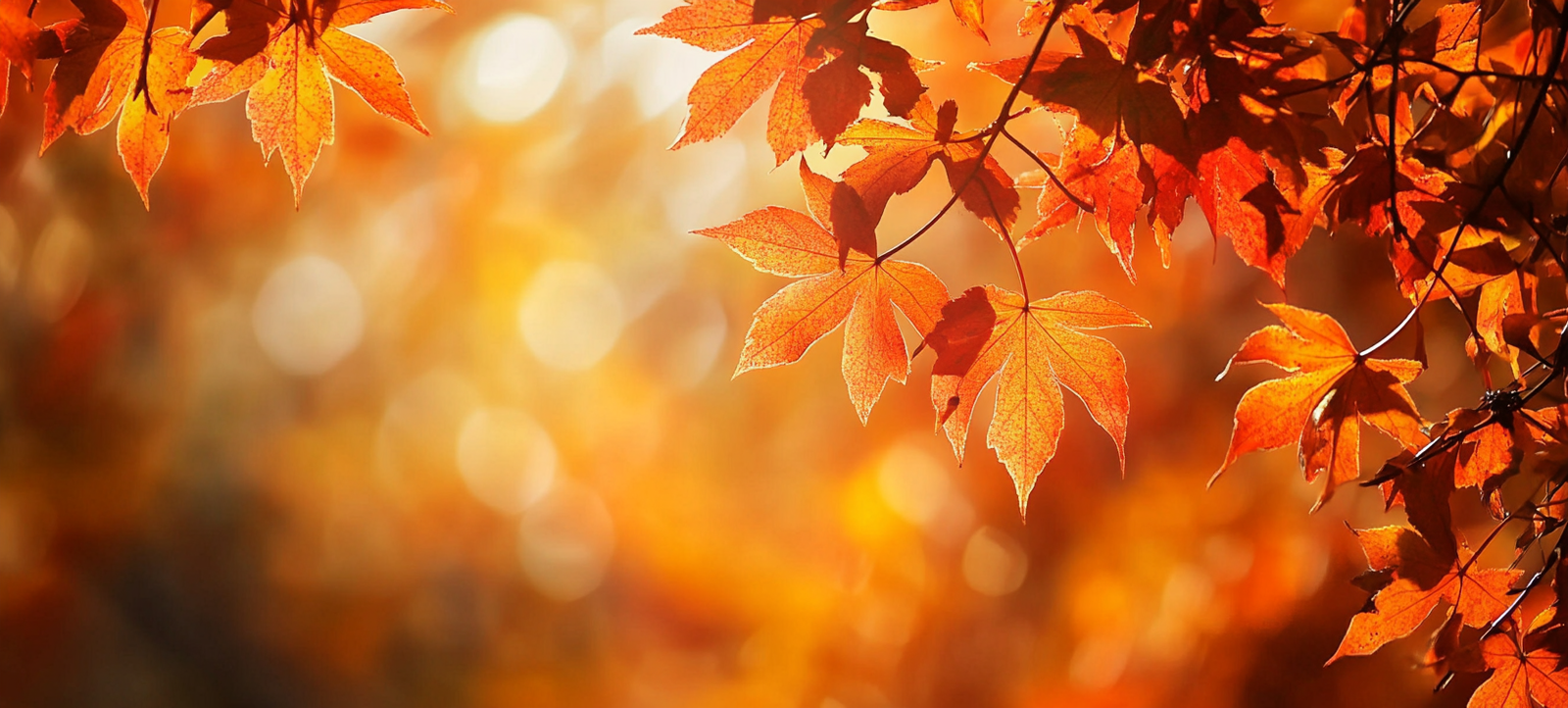 fall background, fall backgrounds for desktop, cute fall backgrounds, fall backgrounds, fall background wallpaper, background, (347)
