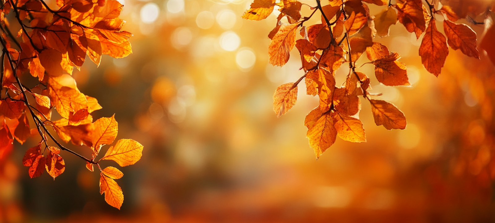 fall background, fall backgrounds for desktop, cute fall backgrounds, fall backgrounds, fall background wallpaper, background, (352)