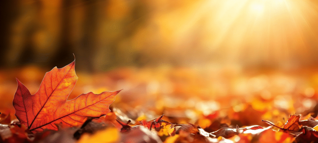 fall background, fall backgrounds for desktop, cute fall backgrounds, fall backgrounds, fall background wallpaper, background, (405)