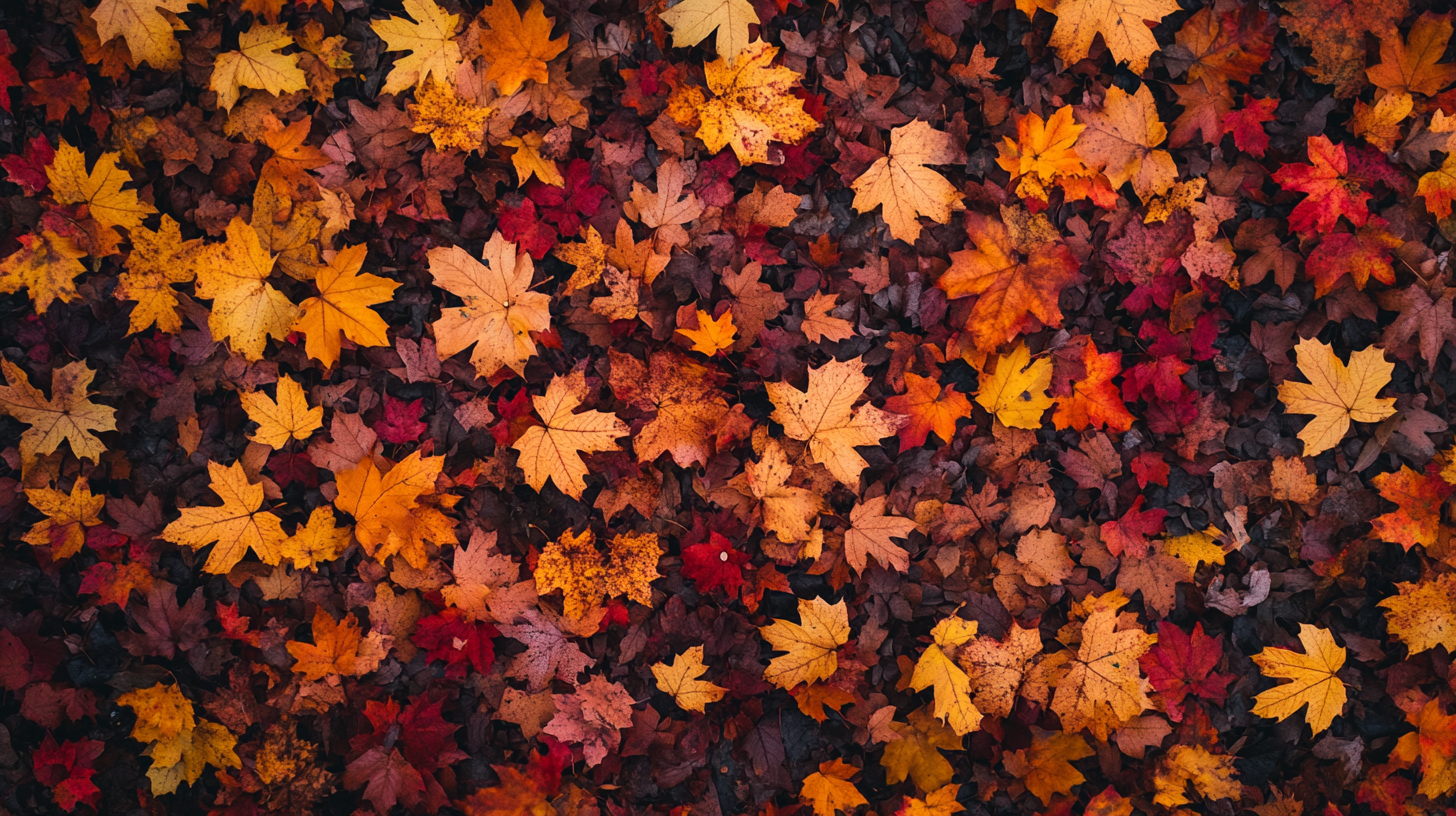 fall background, fall backgrounds for desktop, cute fall backgrounds, fall backgrounds, fall background wallpaper, background, (81)